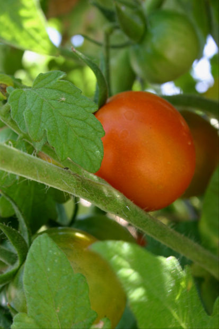 בחרו מקום מואר היטב לשתול את צמח העגבניה שלכם.
עגבניה צריכה 7 שעות אור ביום.

את השתילה יש לעשות במרץ-אפריל.

למתחילים מומלץ לקנות צמח עגבניה במשתלה ולא לשתול זרעים.